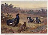Blackgame at the Lek